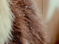 frontcover De schaamsoort
