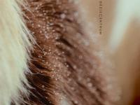 cover De Schaamsoort - Paul Demets
